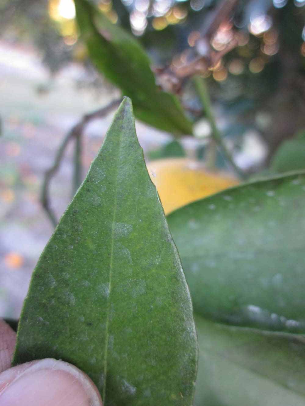              Margin (Winter Haven, FL)       